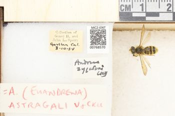 Media type: image;   Entomology 768570 Aspect: Labels